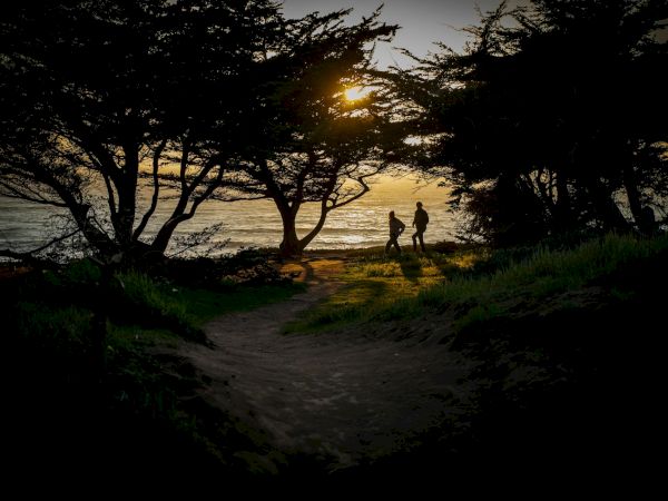 Two people walk along a beach at sunset, framed by trees and golden light reflecting on the water, quietly silhouetted against the horizon.