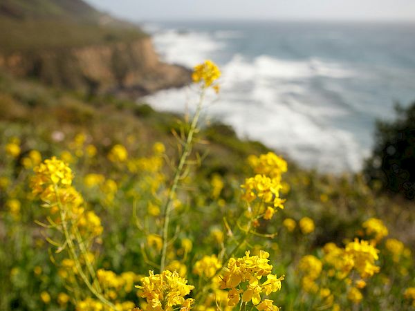 Bright yellow flowers in the foreground with a rocky coastline and ocean waves in the background under a clear sky. End.