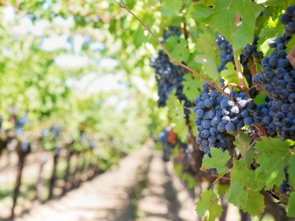 Grapevines in a vineyard with bunches of dark blue grapes hanging on the vines along a sunlit row.