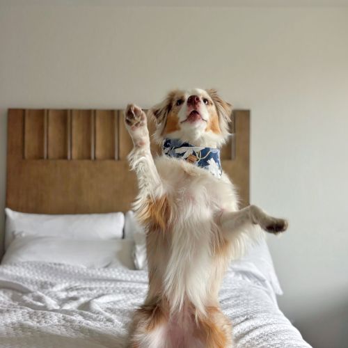 A fluffy dog wearing a blue bandana stands on its hind legs on a bed, paws raised, looking up with a curious expression.