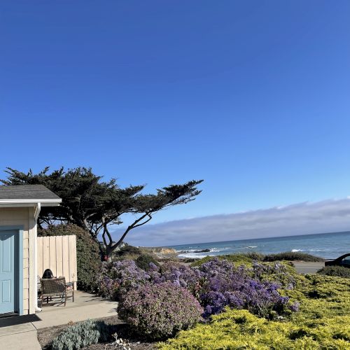 A sunny coastal scene with a small building on the left, windswept trees, purple and yellow groundcover, and the ocean under a clear blue sky.