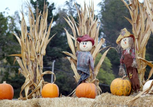 Two friendly scarecrows stand in a hayfield beside pumpkins and corn stalks, smiling in autumn scenery.